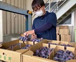 検品作業をするJA職員