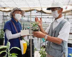 菊苗を手に摘芯のタイミングを指導する奥山さん（右）