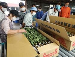 出荷規格を確認する生産者