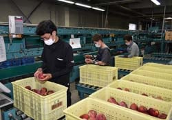 一つ一つ確認するJA職員ら