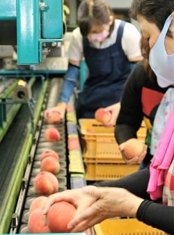 選果作業をする職員