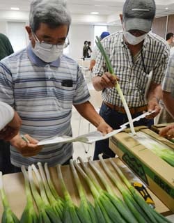 出荷規格を確認する生産者