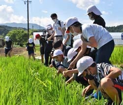 田んぼの生き物を探しを楽しむ児童ら