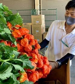 一箱ずつほおずきの検品作業を行うJA職員