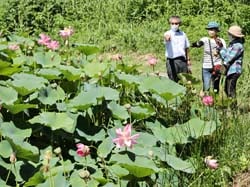 ハスの花を見学する部員ら