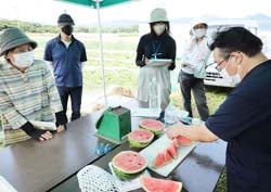 収穫した小玉スイカを切り分け、糖度測定や試食を行った小玉スイカ栽培講習会