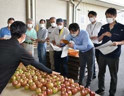 サンプルのリンゴを見本に選果基準を決めた