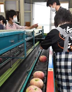 選果作業を行う選果担当者と営農技術員（長野市信更町）
