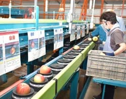 ながのフルーツセンターにて選果作業の様子