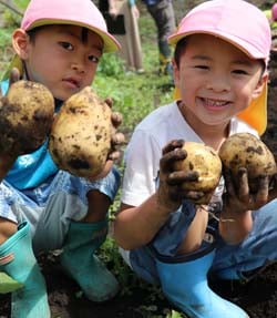 じゃがいもの収穫を楽しむ園児