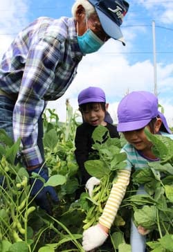協力して枝豆の収穫をする園児たち