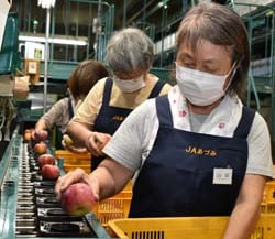 傷の有無などを確認する選果員ら