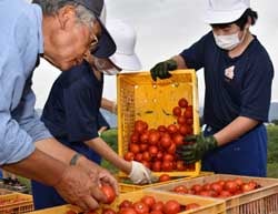 トマトを出荷コンテナに移す生徒ら