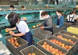 傷の有無や色づきを確かめ選果機に流す選果員ら
