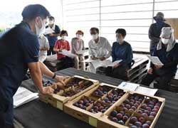 荷造り方法を確認する生産者