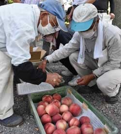 出荷規格を確認する生産者（長野市篠ノ井、8月11日）