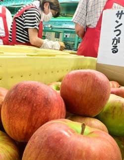 8月17日、須高フルーツセンター。サンつがるの選果の様子