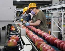 傷や日焼けなどを一つひとつ目視で確認する選果作業