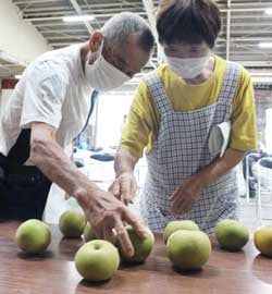 見本のなしを見ながら規格を確認する生産者