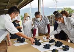 生産者同士でサンプル品の糖度や粒の大きさを確認した