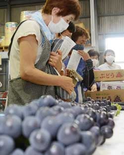 見本のブドウを見て目あわせをする生産者