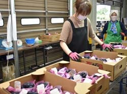 職員がブドウの検品作業