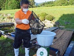 出荷に向け重さを量るJA職員