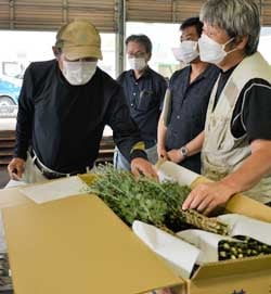 規格を確認する生産者ら