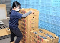ブドウの荷造りをするインターン生