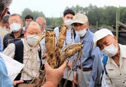 信州人蔘の選別基準など確認する生産者