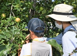 リンゴの果皮にシールを貼る親子