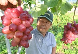 出荷間近のクイーンルージュ®を確認する西澤敏幸部会長