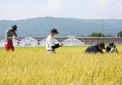 坪刈り調査を行う参加者