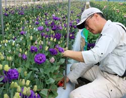 トルコギキョウ新規栽培者初出荷 | 県内JAの話題 | JA長野県グループ