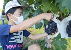 収穫体験を楽しむ子ども