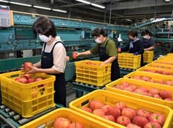 赤々と色づいた「シナノドルチェ」を選果するスタッフ