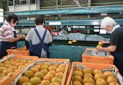 選果が始まった豊水