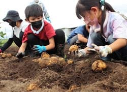 ジャガイモを収穫する参加者