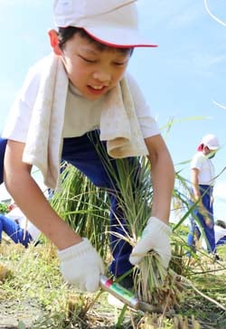 懸命に稲を刈る児童