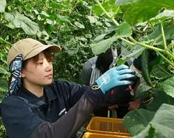 きゅうりの収穫作業を行う学生