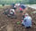 ジャガイモを分別して収穫する参加者（9月16日、長和町大門　鷹山地区）