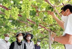 収穫の方法について確認する参加者