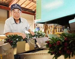 きくの梱包作業をすすめる三井さん