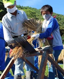 指導を受けながら千歯こきで脱穀作業をする児童