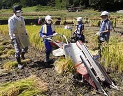 1条狩りバインダーでの収穫を体験する児童（金沢小学校）