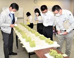 出品された「シャインマスカット」を慎重に見定める審査員
