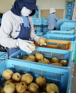 傷の有無、外観や重さを手に取って確認しながらマルメロを選果する生産者
