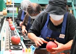 目視で傷の有無等を確認する選果スタッフ