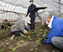 定植作業をするメンバーら
