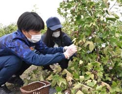 ワタの収穫に取り組む選手と生徒